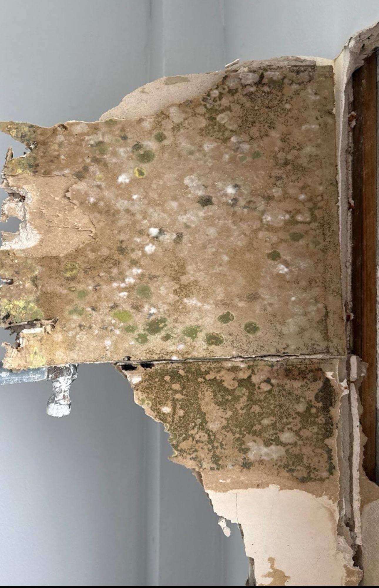 Water Damage Drywall — Real Mold Remediation Water damage case — baseboards & drywall · referenced from St. Cloud, FL service area · before/after lab cleared
